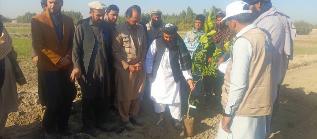 لغمان کې د ۱۰۰ زره ډالرو په لګښت د مالټو ۲۸۰ جریبه بڼونه جوړېږي