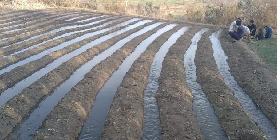 خوست کې د ځنګلونو د بیارغونې په پار د چهارمغزو قوریې جوړېږي