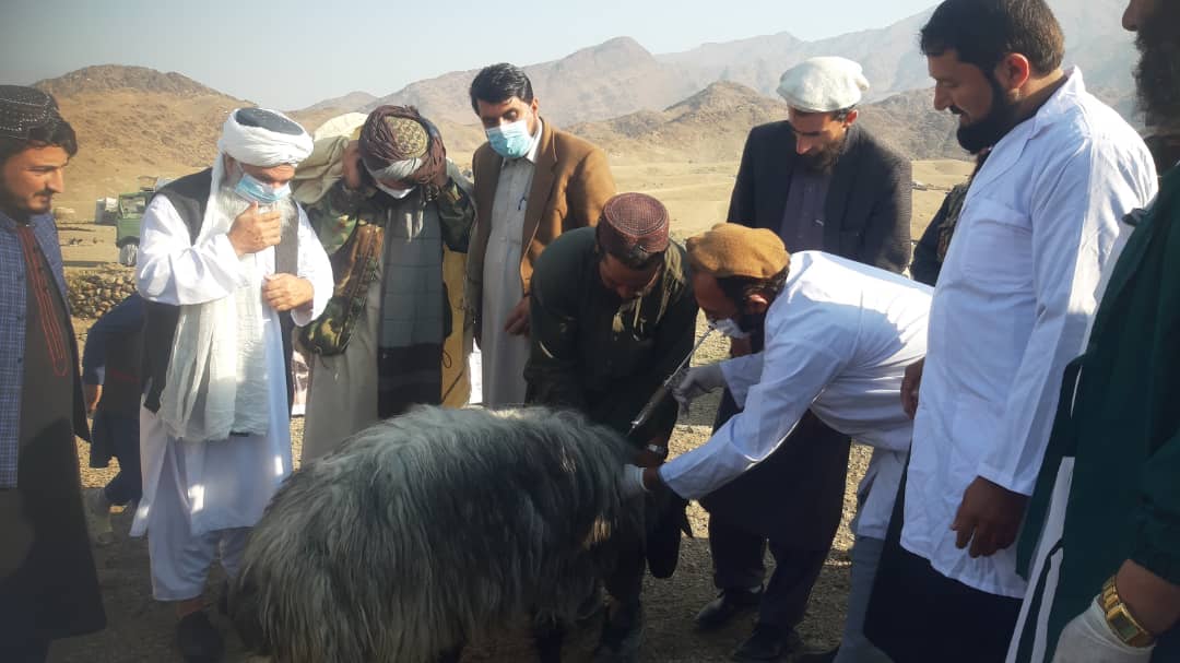 کونړ کې ۱۲۵۰۰ څارویو ته د واکسینونو پلي کولو چارې پیل شوې