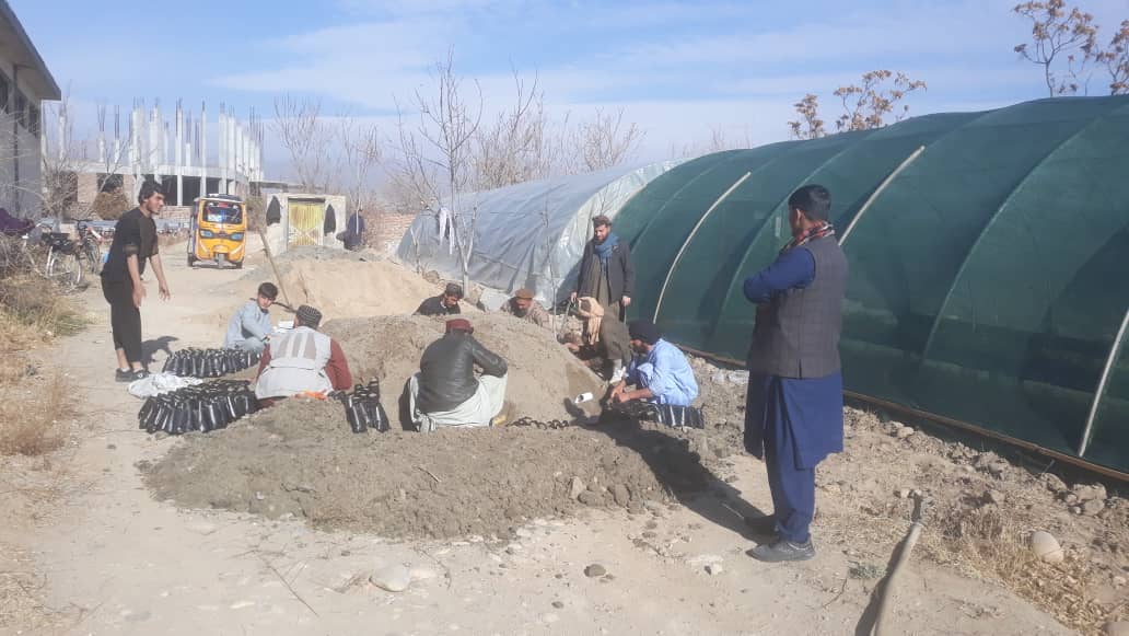 کشت ۵ هزار تخمیانه جات درختان زینتی و چندین نوع گل در ولایت کاپیسا