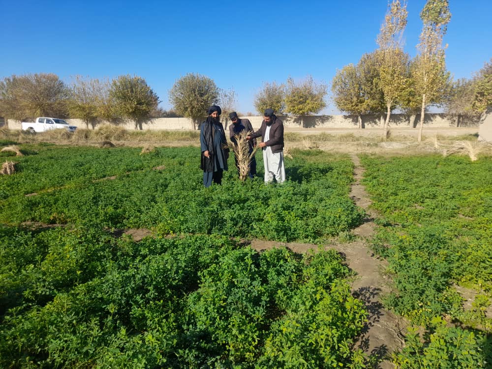 هلمند کې د خرماوو بڼونه او شنې خونې جوړېږي