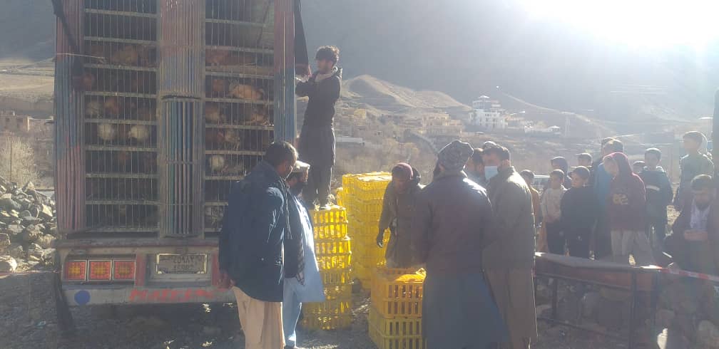 برای ۵۸۵ تَن از خانم بیبضاعت در ولسوالی بازارک ولایت پنجشیر قطعات مرغ توزیع شد