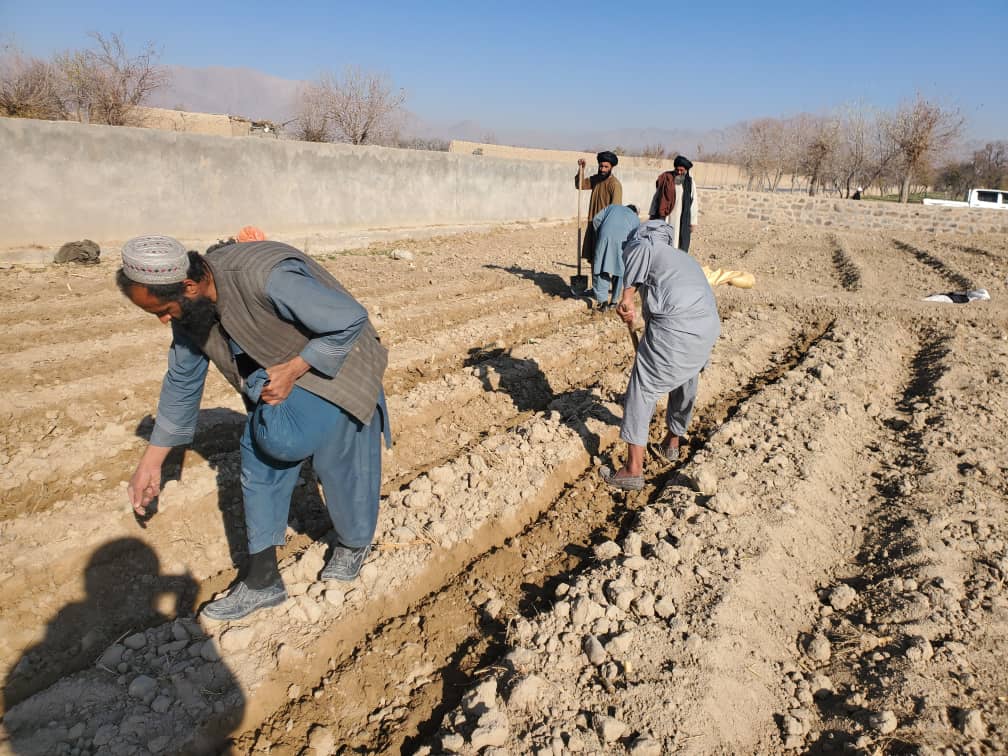 اروزګان کې د انجې کرکیلې ترویج په پار هلې ځلې