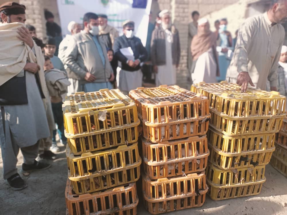 د کورنیو اقتصادي پیاوړتیا په پارهڅې؛ ننګرهار کې ۲۰۰ اړمنو کورنیو ته د چرګانو واړه فارمونه جوړ شول