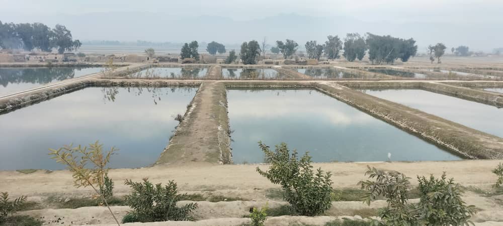 د ننګرهار کانال شرکت کې د کب روزنې۴۹ حوضونه جوړ شوي 