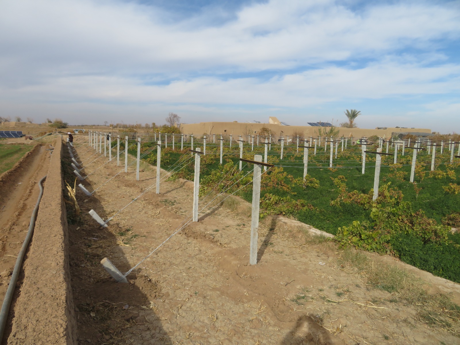 دهلمند ولایت کې دعصري بڼوالۍ د پراختیا په موخه د کرنې، اوبولګولو او مالدراۍ ریاست د هلوځلو په دوام، ددې د مرکز لښکرګاه او نهرسراج په ولسوالی کې لس بابه بڼونو ته  د «ټي ټریلس» په سیسټم د انګوري بڼونو پایې نصب شوي دي