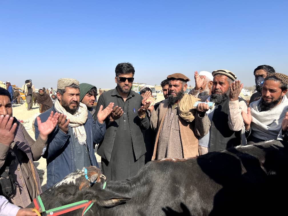 د ننګرهار چپرهار کې پر یتیمو او کونډو مېرمنو د شېدو غواګانې ووېشل شوې