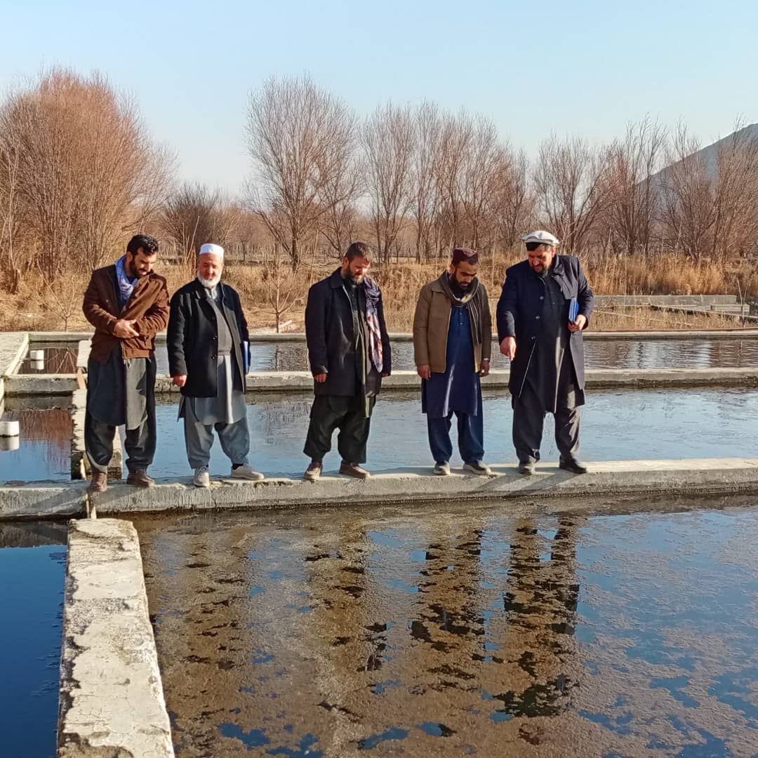 نظارت از جریان فعالیت مرغپروری و ماهیپروریهای ولایت کاپیسا