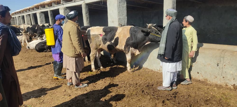 د هلمند مارجه کې د حیواني ناروغیو مخنیوي په پار هڅې