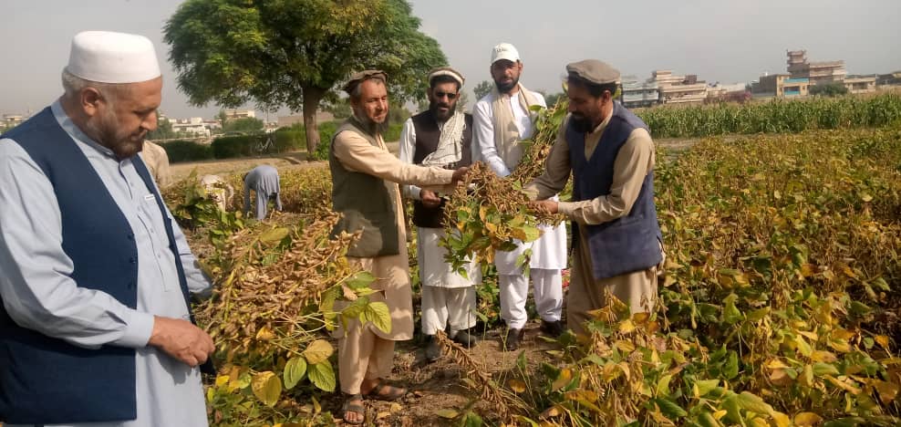 د ننګرهار دکرنې رییس د شیشم باغ څېړنیز فارم څخه لیدنه وکړه