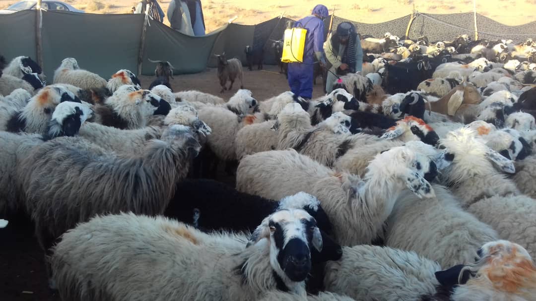 هلمند کې د حیواني ناروغیو د مخنیوي په پار درمل شیندنه روانه ده