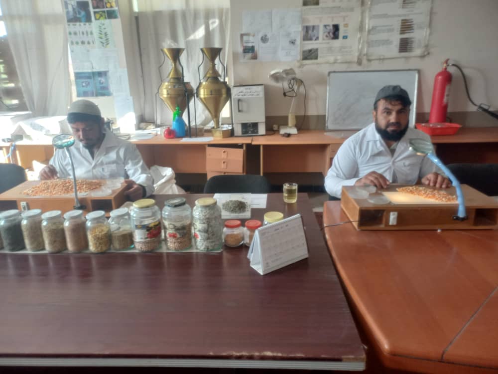 هلمند کې ٢٠ متریک ټنه اصلاح شویو تخمونو ته دکرنې تائید لیکونه ورکړل شو 