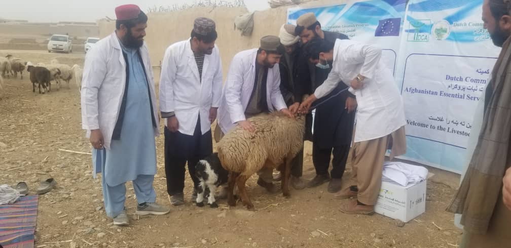 هلمند کې زرګونو وړو شخوند وهونکو څارویو ته د واکسین ورکولو چارې پیل شوې