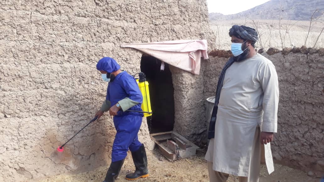 د هلمند دوو ولسوالیو کې د حیواني ناروغیو د مخنیوي په پار درمل شیندنه روانه ده