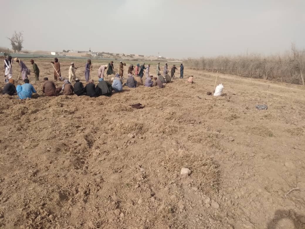 د هلمند د بولان څېړنیز فارم کې لسګونو خلکو ته د کار زمینه برابره شوې