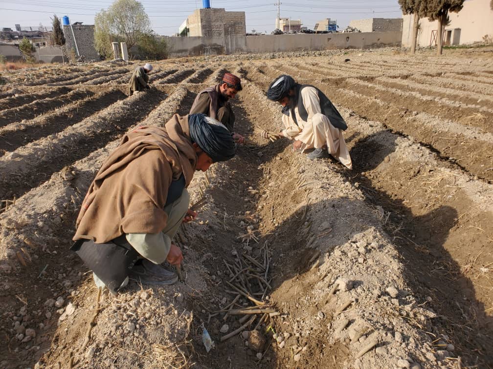 د هلمند ګرشک کې د ١٨زره قلمو اېښودلو چارې پیل شوې