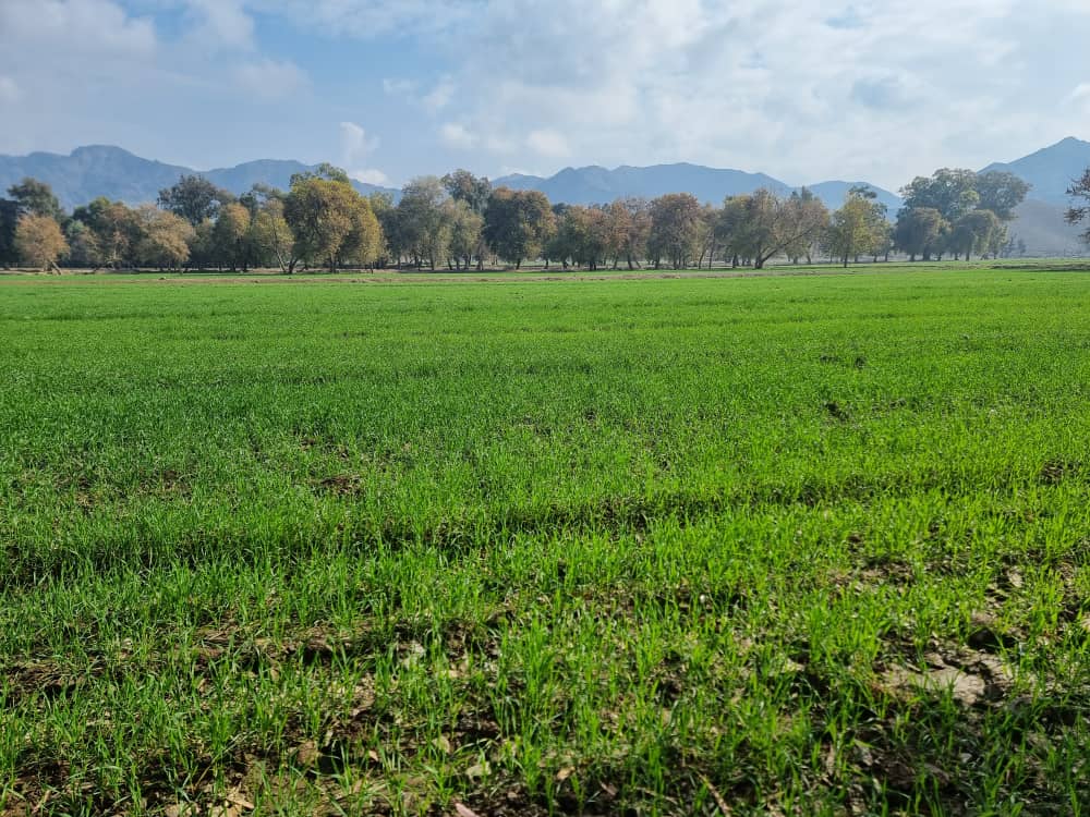 د غنمو دحاصلاتو زیاتولي په پآر هڅې؛ ننګرهار کې د غنمو له کروندو څارنه وشوه