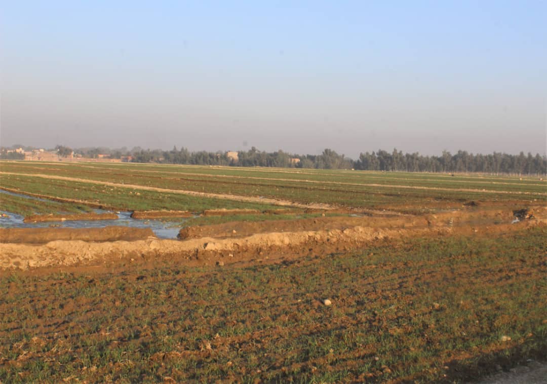 د کانال شرکت په ۲۲۰۰ جریبه ځمکه کې اصلاح شوي غنم کرل شوي