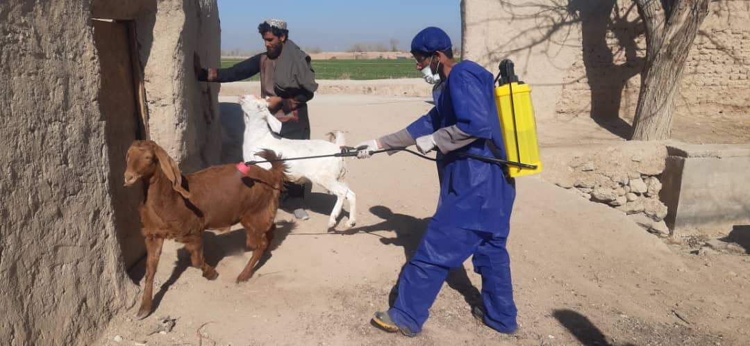 د هلمند نادعلي کې د حیواني ناروغیو د مخنیوي په پار هڅې