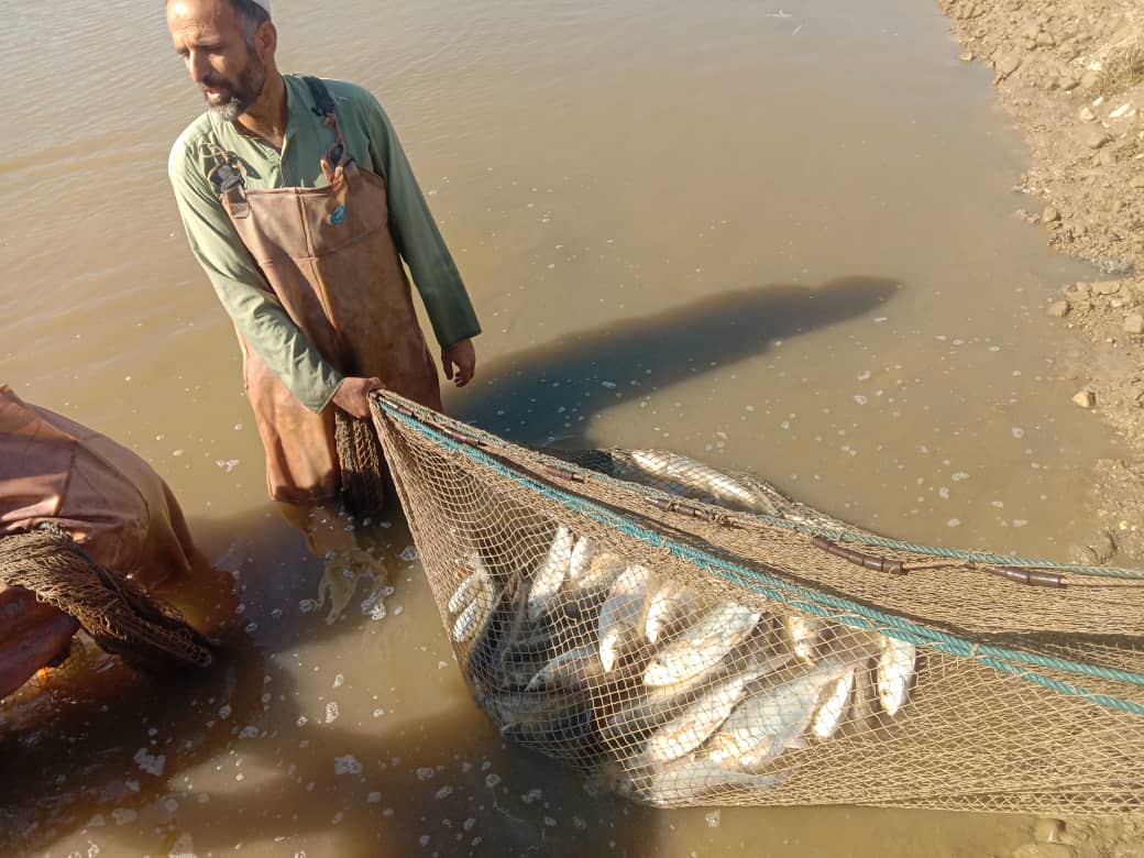 ننګرهار کې د کب روزنې د ترویج په پار هڅې؛ د کانال شرکت کبان بازار ته وړاندې شو
