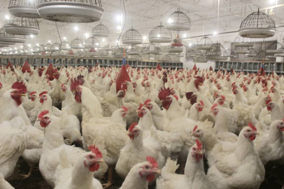 د ننګرهار کانال شرکت کې د چرګانو او هګیو د تولید ستره فابریکه پرانیستل شوه