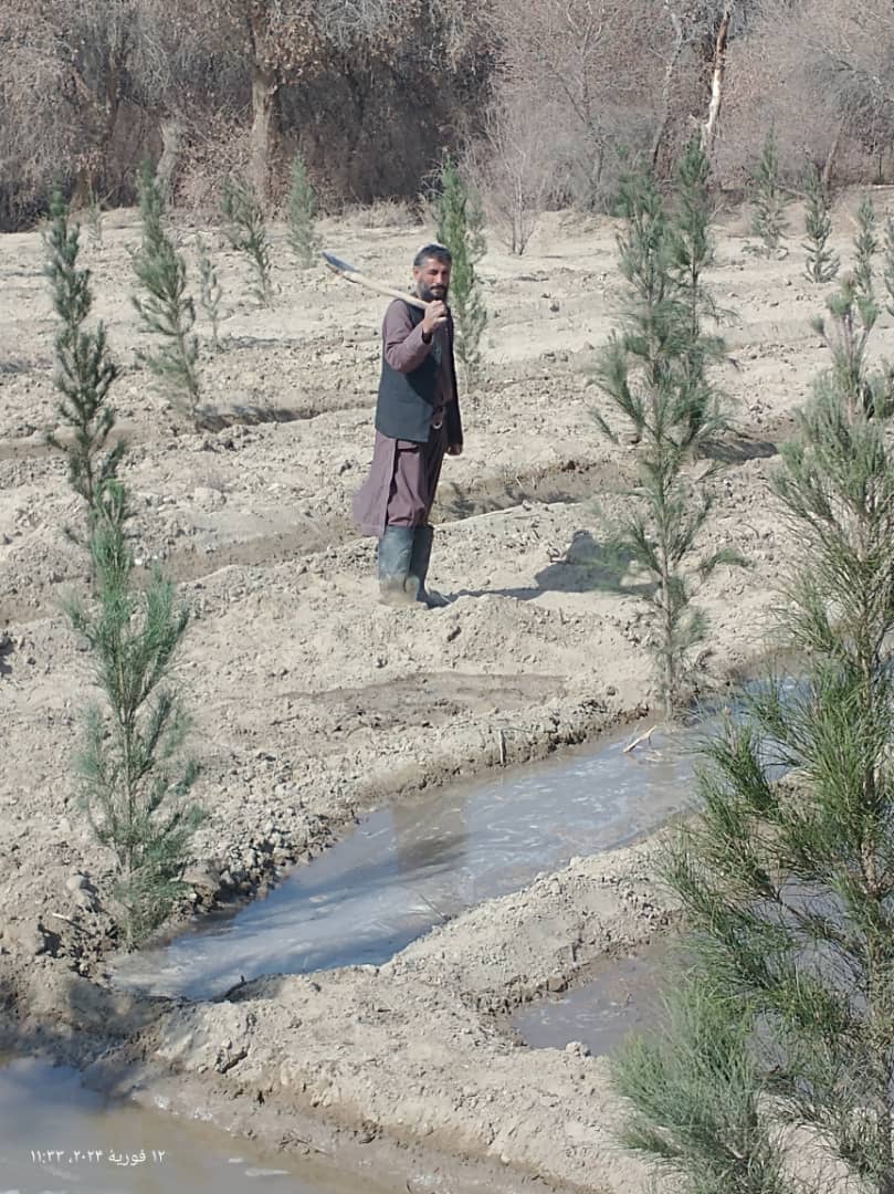 د هلمند دکرنې ریاست: بولان طبیعي ځنګل کې ۱۲۰۰ دناجو ونې کښېنول شوې 