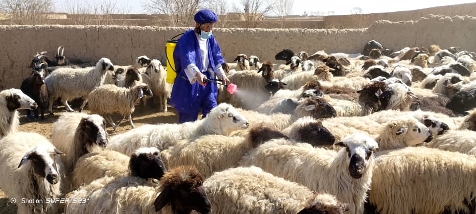 د هلمند نادعلي کې د حیواني ناروغیو د مخنیوي په پار درمل شیندنه روانه ده