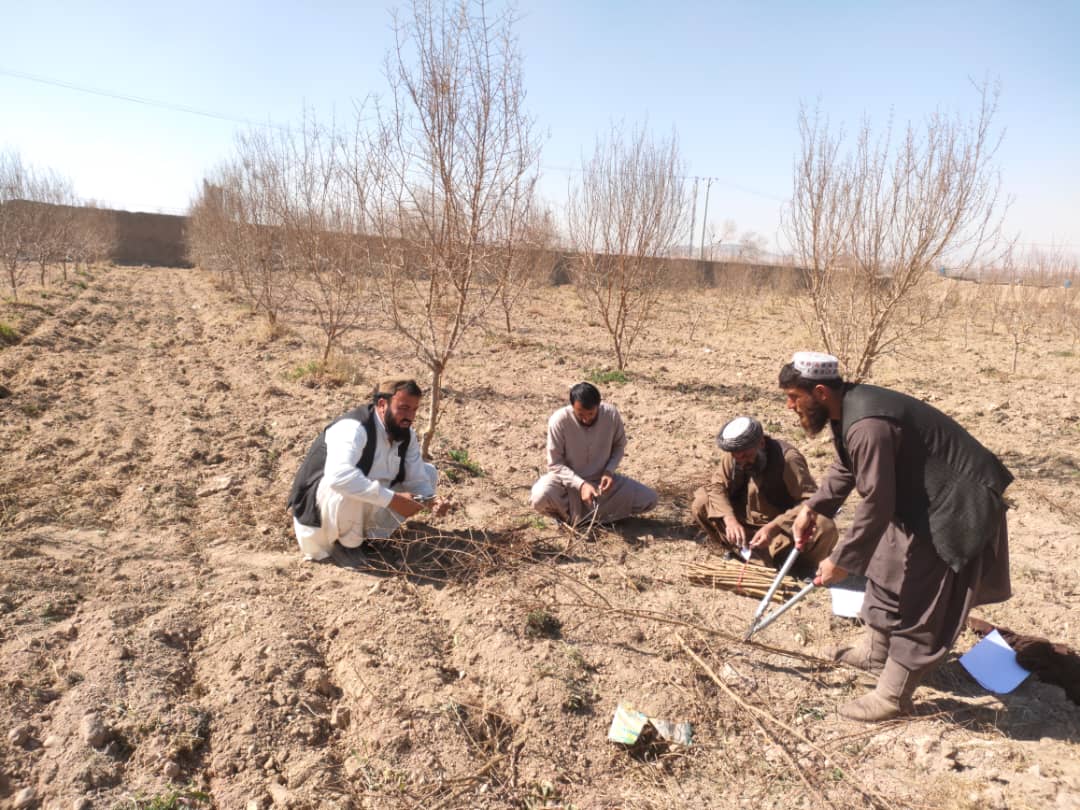 دهلمند بولان څېړنیز فارم کې د انارو او انځرو نیالګيو کښېنولو چارې پیل شوې 