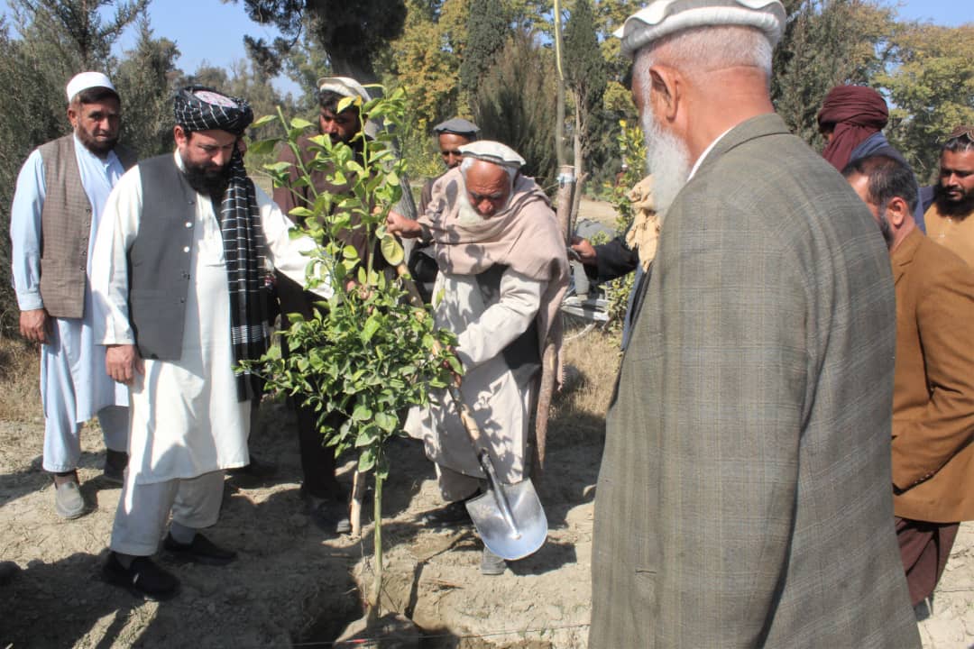 د ننګرهار کانال شرکت کې د نیالګیو کېونلو کمپاین پیل شو