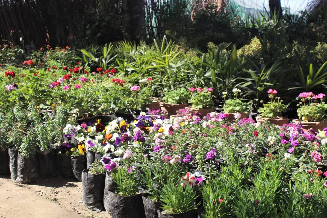 د ننګرهار د کانال شرکت: هډې فارم کې ۷۰ نرسریانې فعالې دي