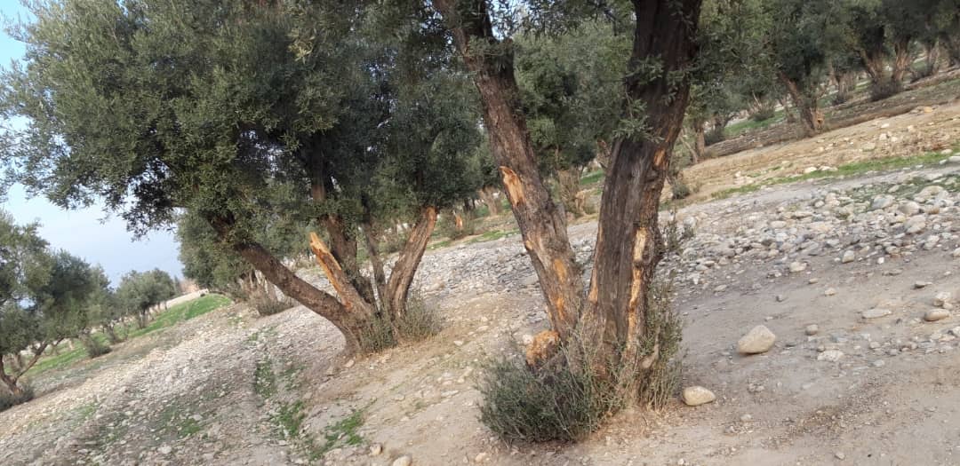 د زیتونو ونو خوندیتوب په پارهڅې؛ کانال ریاست کې یې ونو ته پاملرنه زیاته شوې