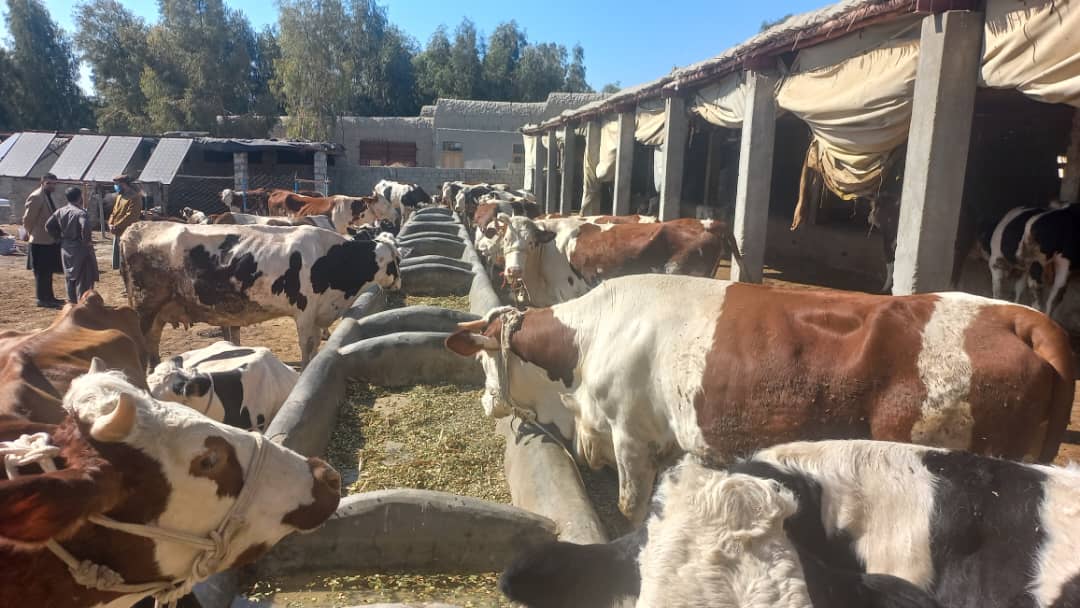 ننګرهار کې د څارویو فارمونو څخه څارنه و شوه