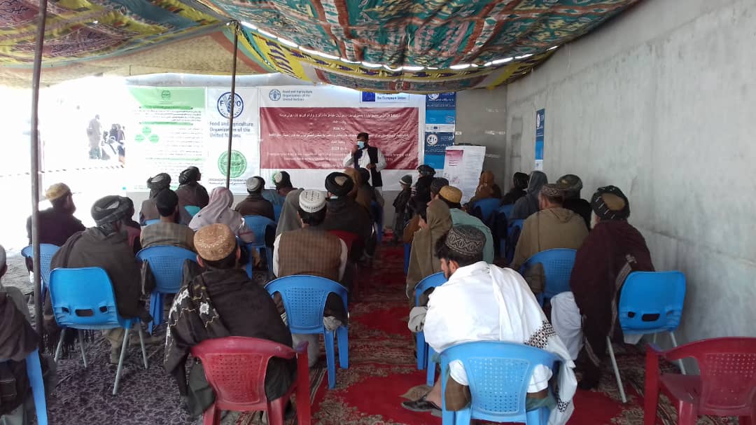 د هلمند ناوه کې زرو مالدارانو سره د مرستې لړۍ پیل شو 