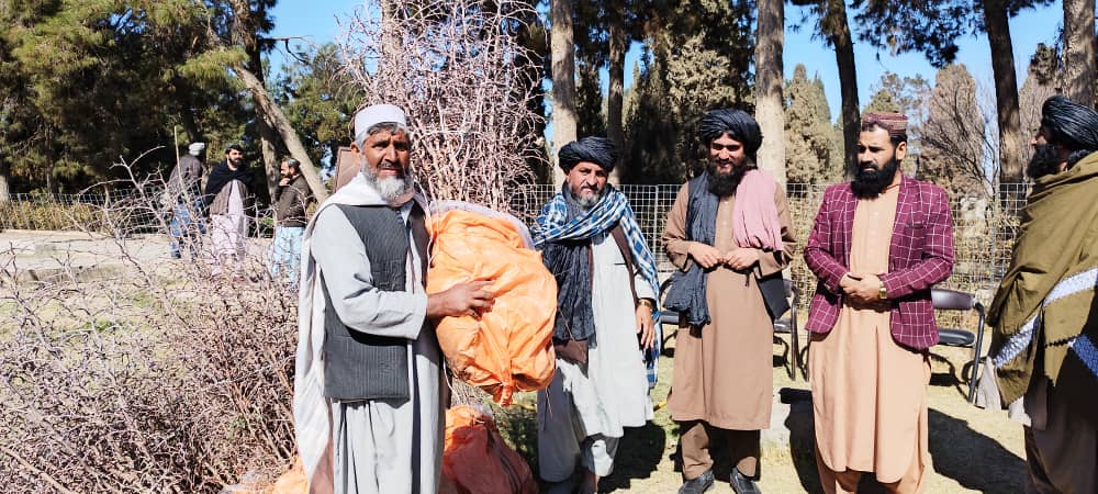 فراه کې د عنابو بڼونه جوړېږي