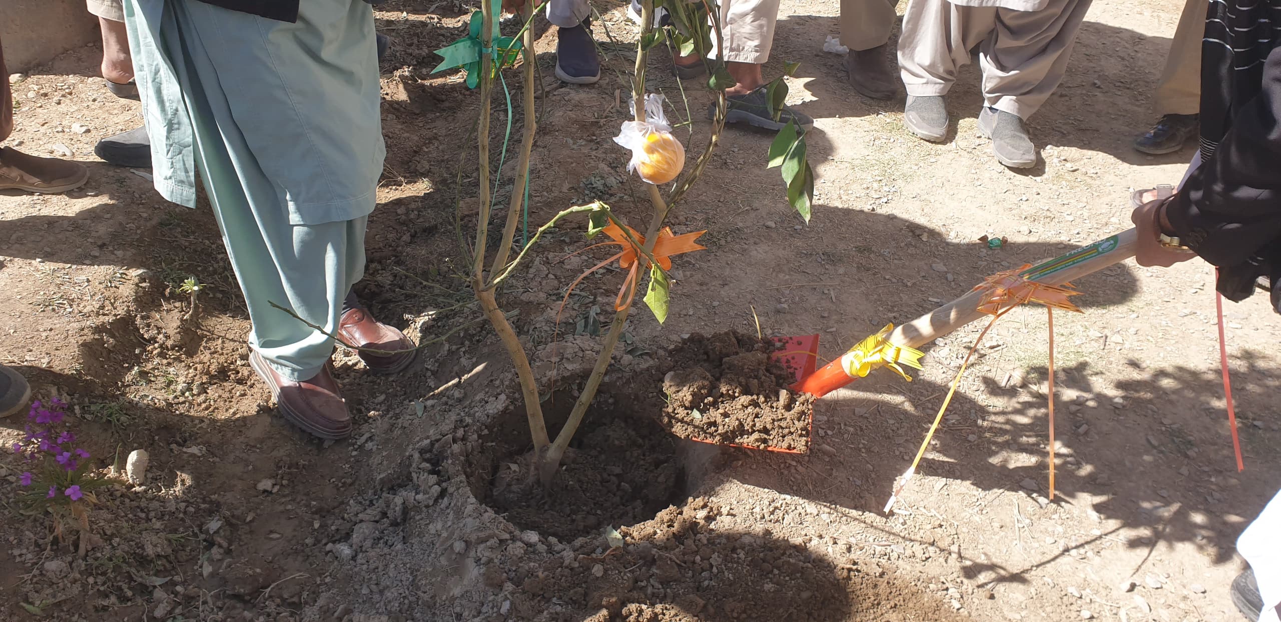 کندهار کې د نیالګیو کښېنولو کمپاین پیل شو