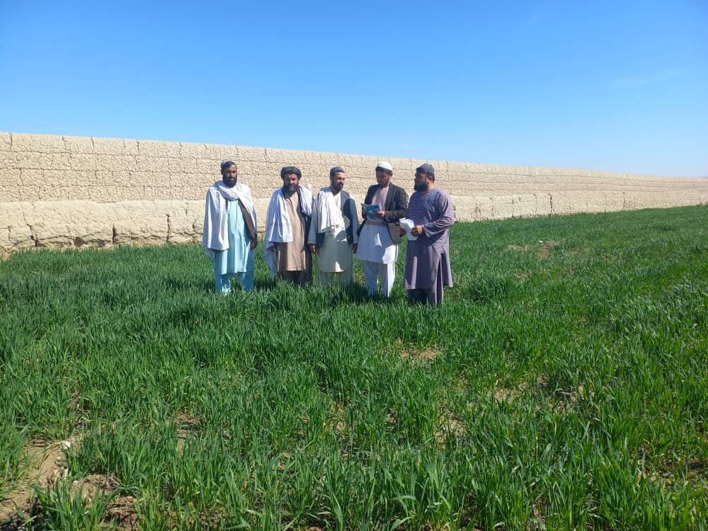 کندهار کې د غنمو اصلاح شویو تخمونو له کښتونو څخه څارنه وشوه