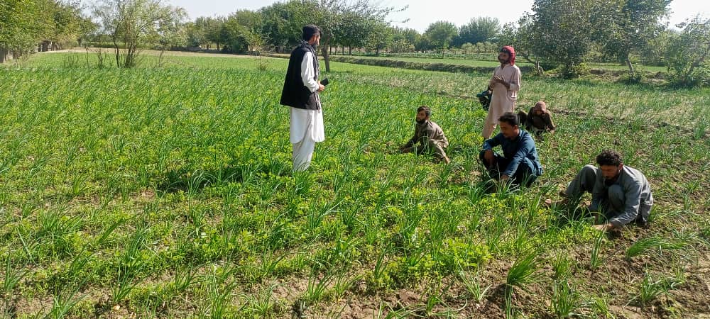 د ننګرهار دوو ولسوالیو کې یوشمېر بزګران او بڼوال وروزل شول