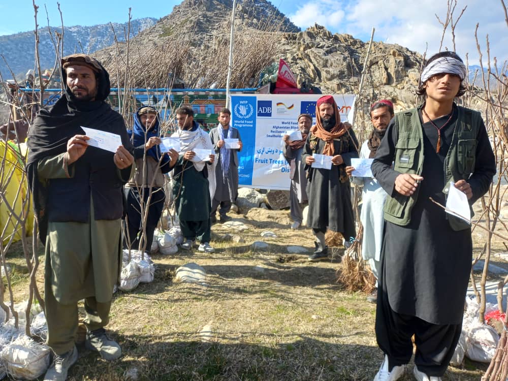 د لغمان دوو ولسوالیو کې پر نږدې ۹۰۰ بزګرانو د مڼو او املوکو نیالګي ووېشل شوې