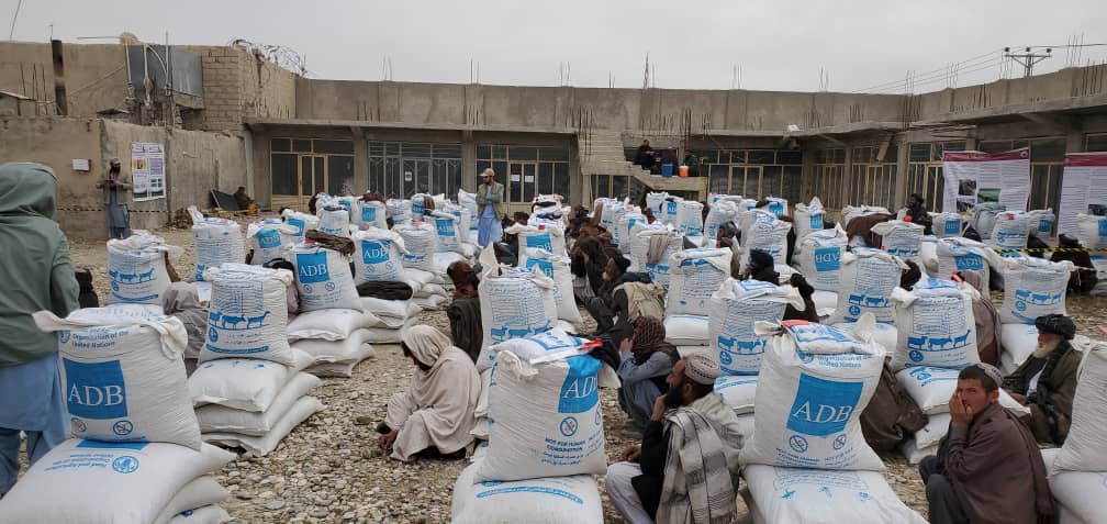 زابل کې پر سلګونو مالدارانو د څارویو د خوراکي توکو وېش لړۍ پیل شو