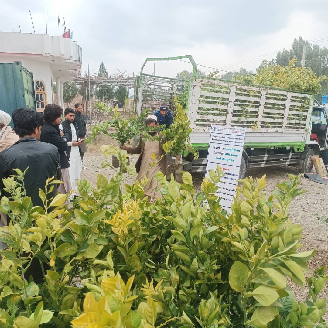 د لغمان دوو ولسوالیو کې د سټروسو بڼونه جوړېږي