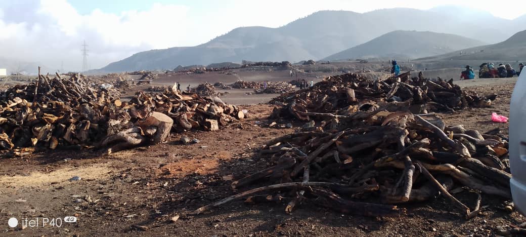 خوست کې د ځنګلونو خوندیتوب په پار هلې ځلې