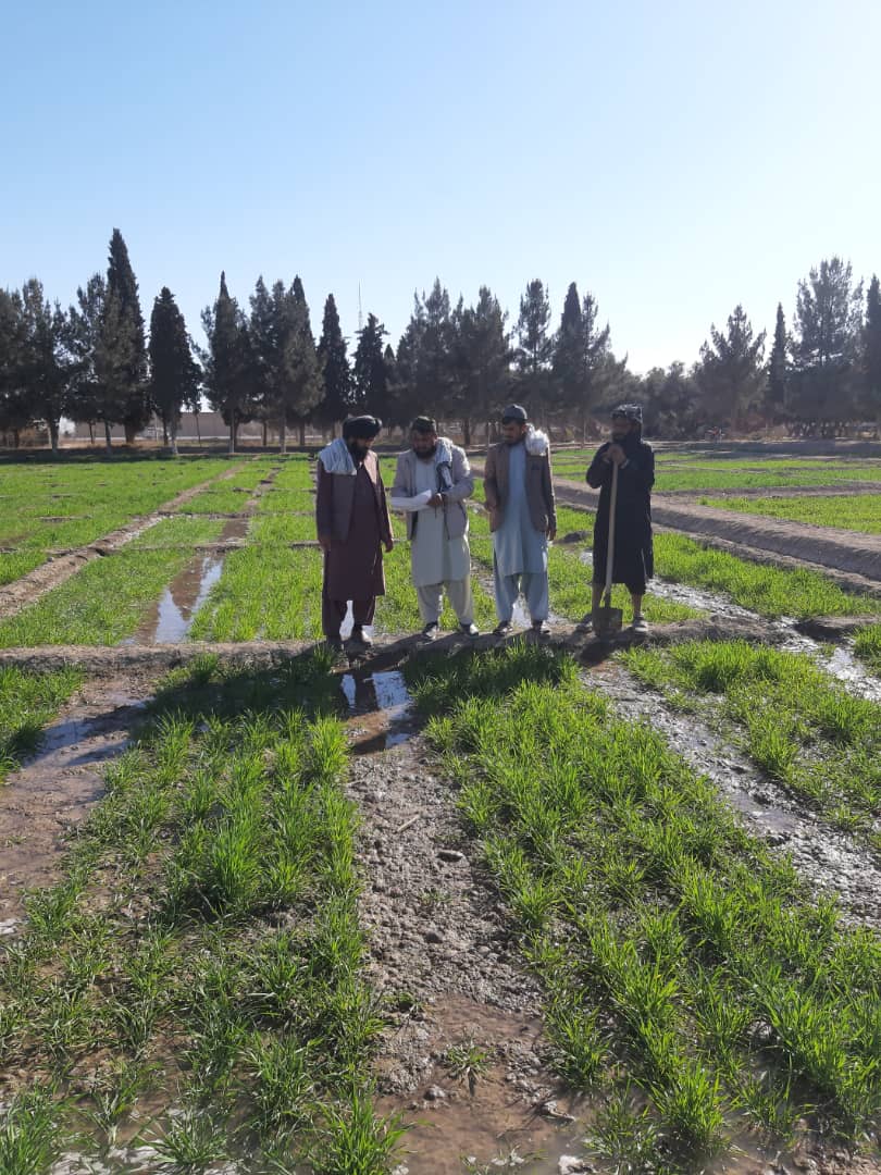 د هلمند بولان څېړنیز فارم  کې د غنمو هستوي تخمونو له کروندو څخه څارنه وشوه 