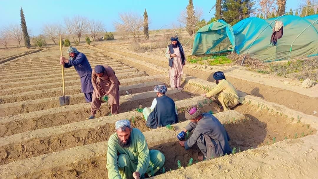 دهلمند انار باغ نیالګیو روزلو قوریه کې د ناجو د نیالګیو کرلو چارې پیل شوې