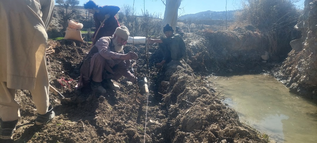 خوست کې د املوکو بڼونه جوړېږي