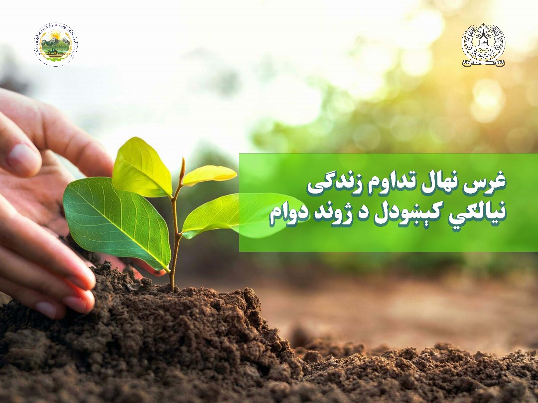 د نیالګیو کېنولو کمپاین