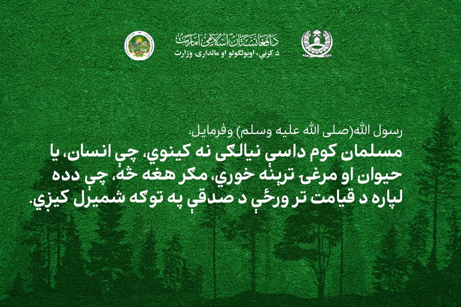 د نیالګیو کېنولو کمپاین