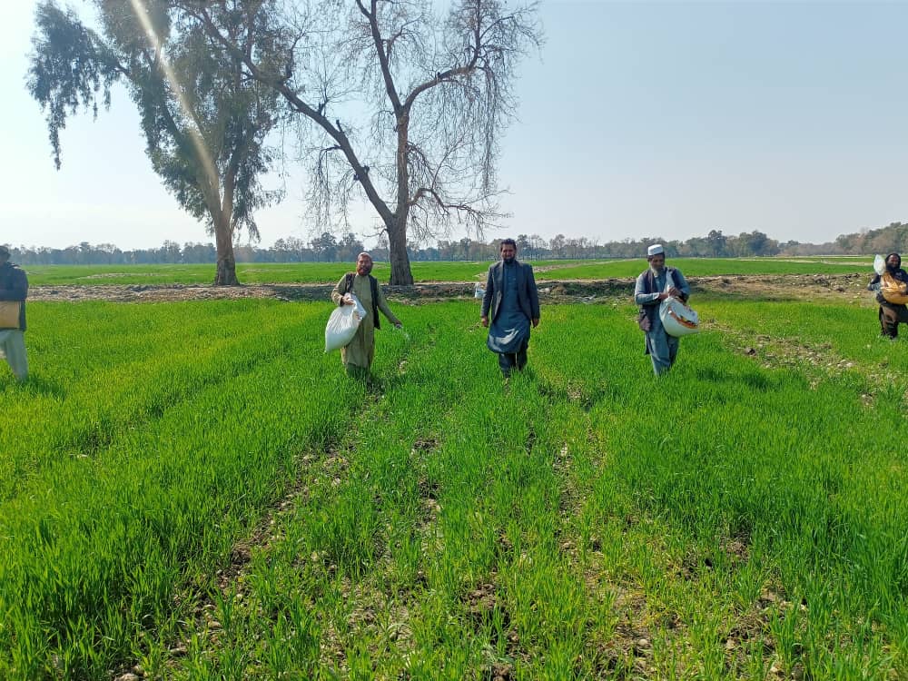 د کانال شرکت په سلګونه جریبه ځمکه کې اصلاح شوي غنم کرل شوي