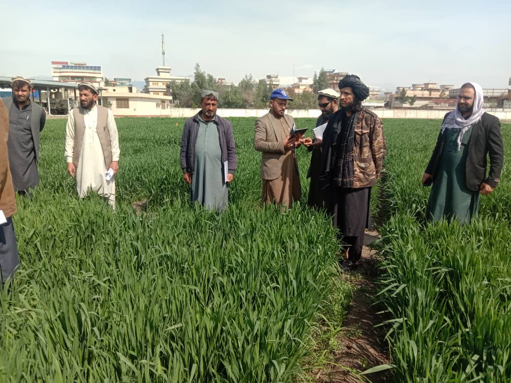 د ننګرهار دکرنې ریاست: د ملګرو ملتونو دخوړو او کرنې ادارې سره د همغږۍ غونډه دائره شوه 