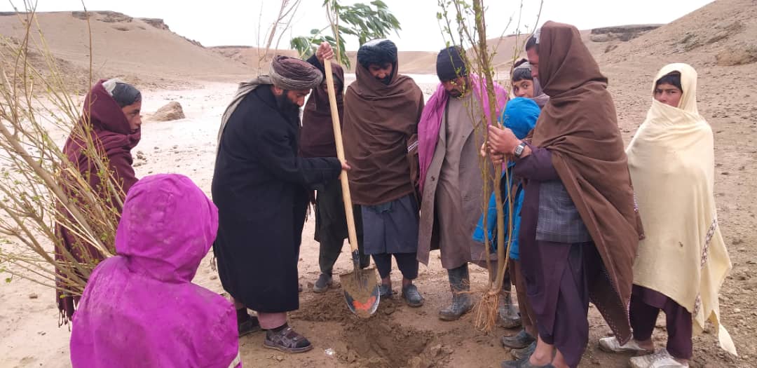 هلمند کې د اوبو پر درېیو نویو رغول شویو بندونو زرګونه زینتي او مېوه لرونکي نیالګي کېنول شوې