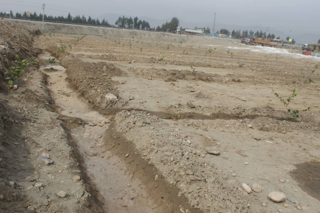 د ننګرهار کانال شرکت په ۷۵ جریبه ځمکه د مالټې بڼونه جوړېږي